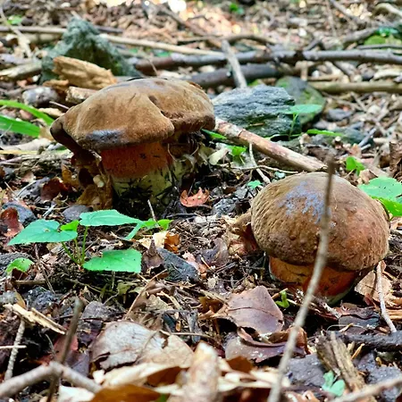 Alchymista Mining House Feriehus Špania Dolina