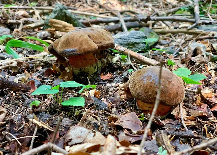 Alchymista Mining House Σπίτι διακοπών Špania Dolina